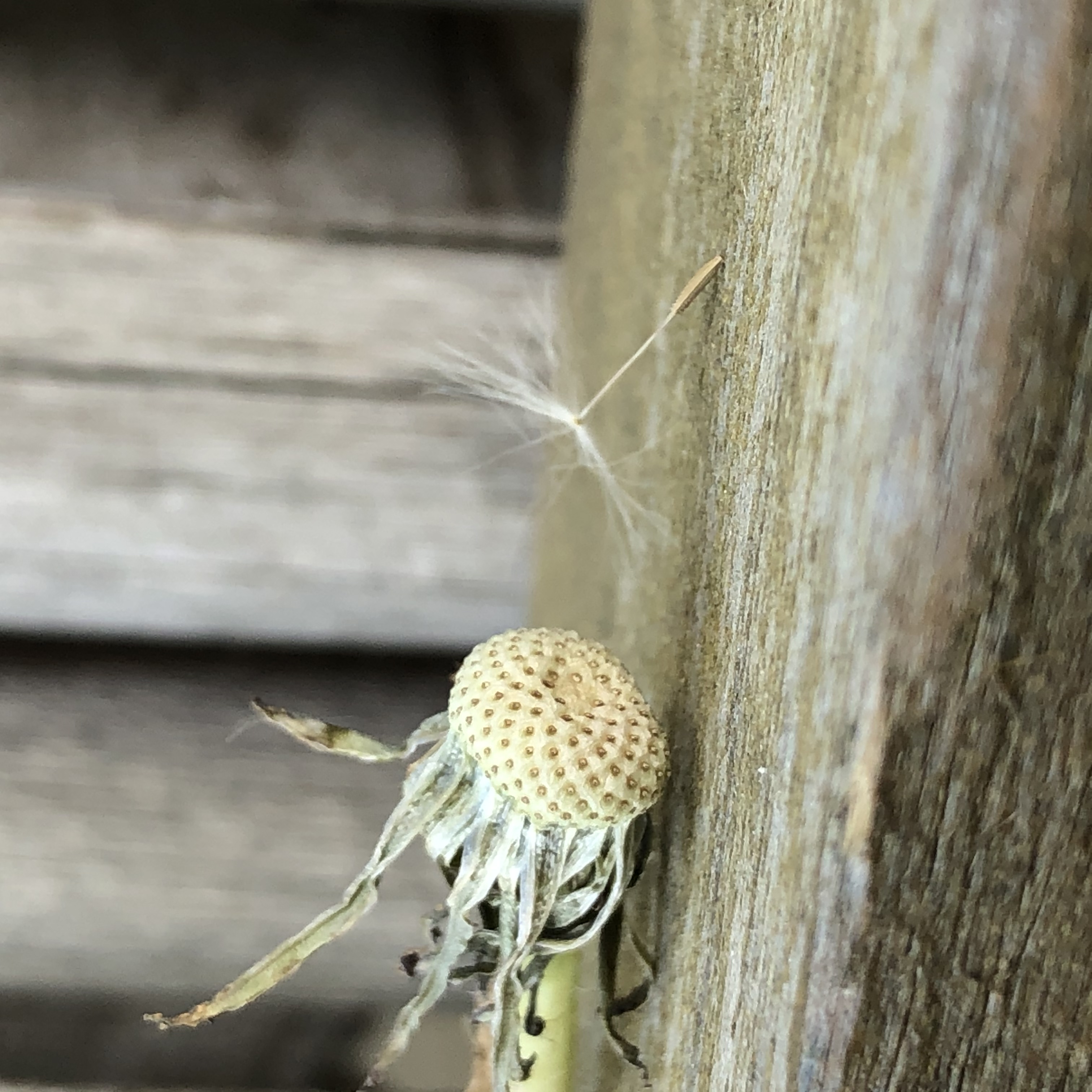 Dandelion spent seed head 