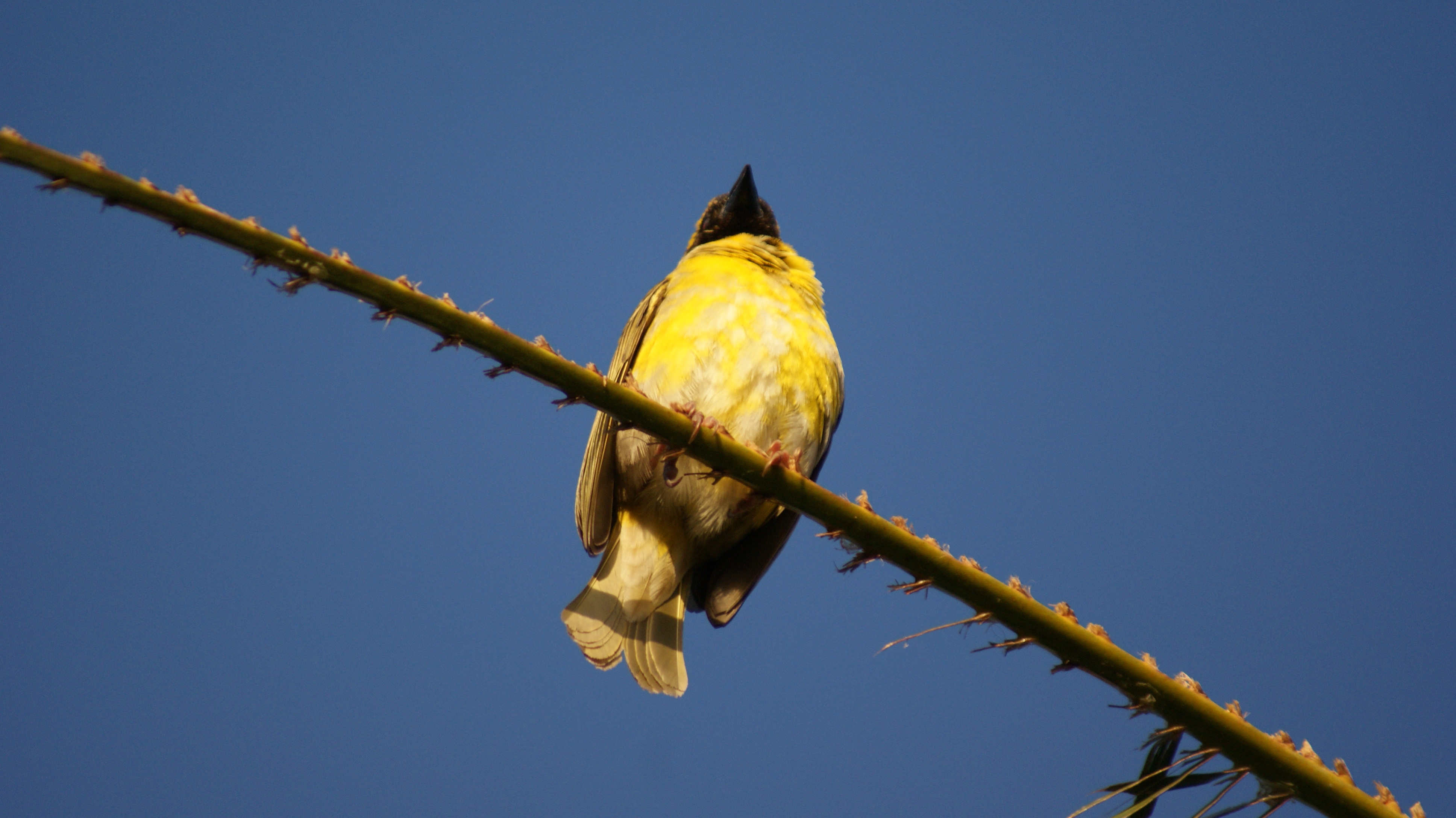 Cape Weaver 