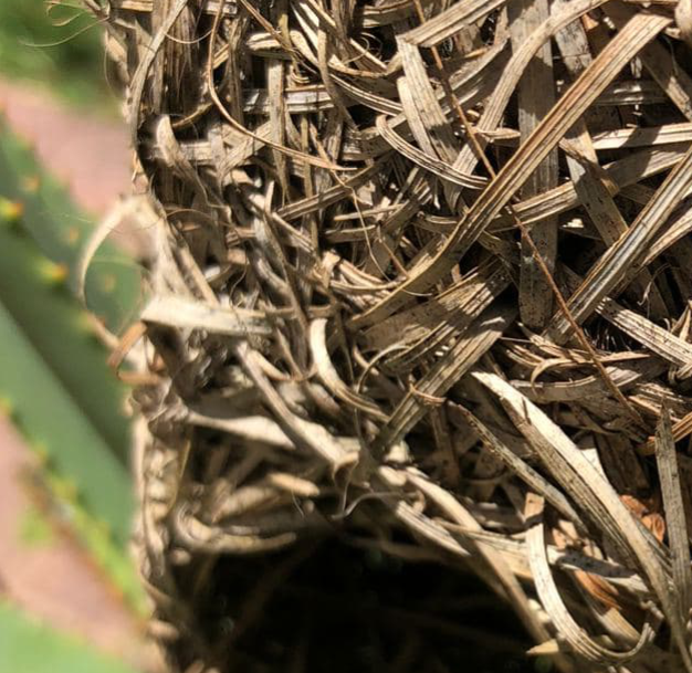 Weaver Nests